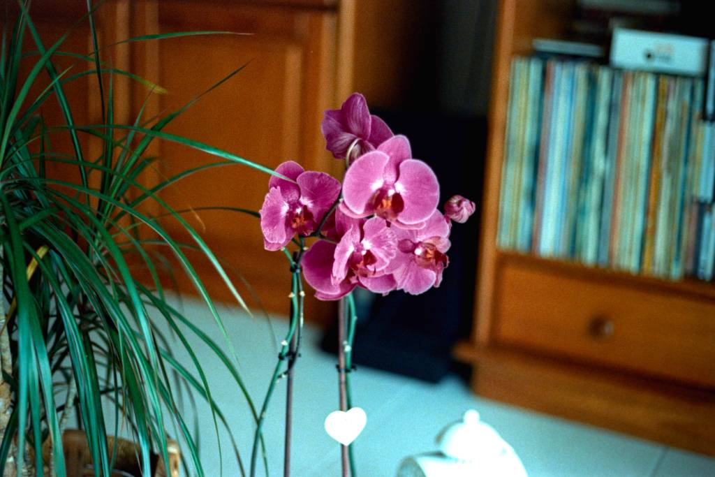 DSCF5795.jpg
