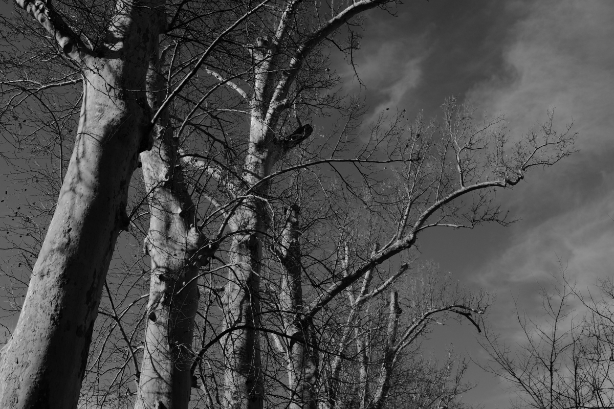 DSCF6013.jpg