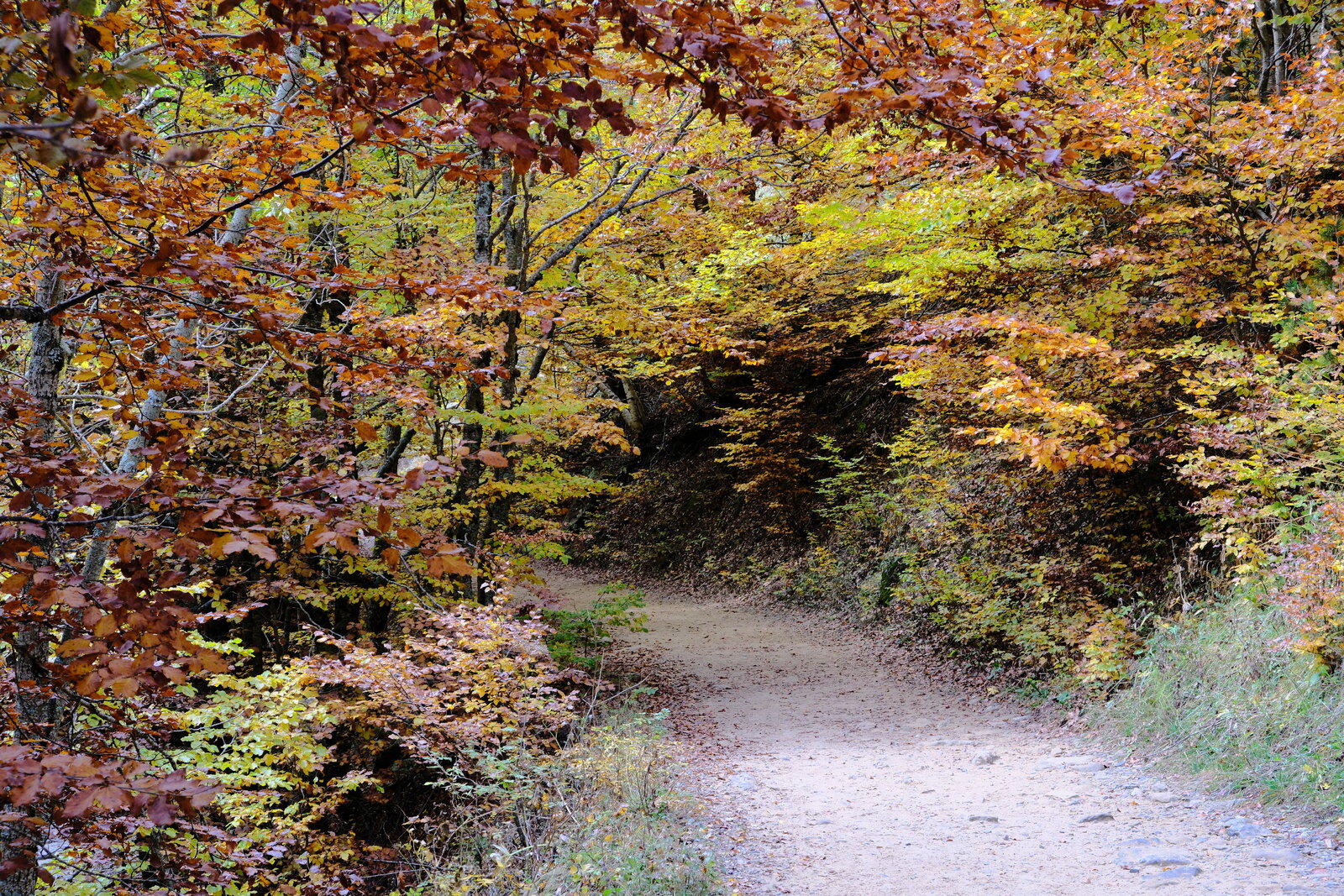DSCF6086.JPG