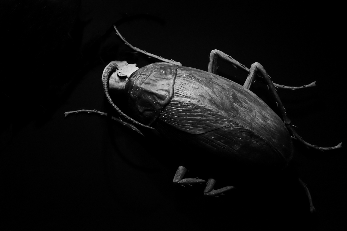 DSCF6198.jpg