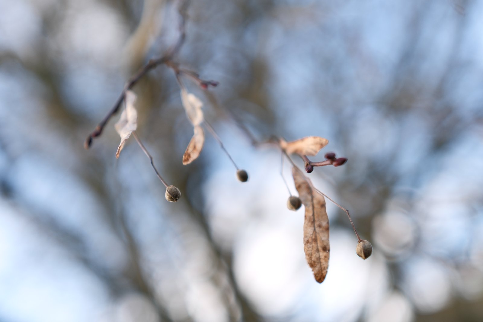 DSCF6572.JPG