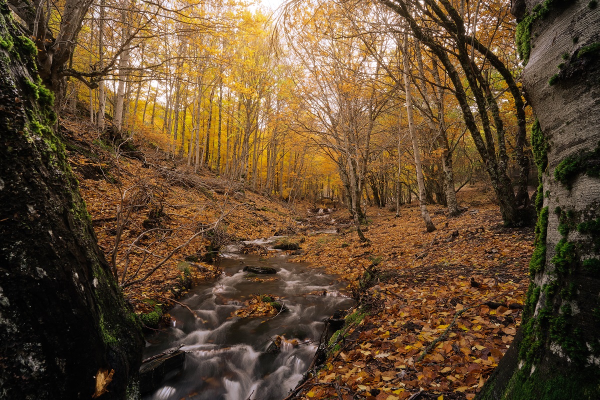 DSCF6621.jpg