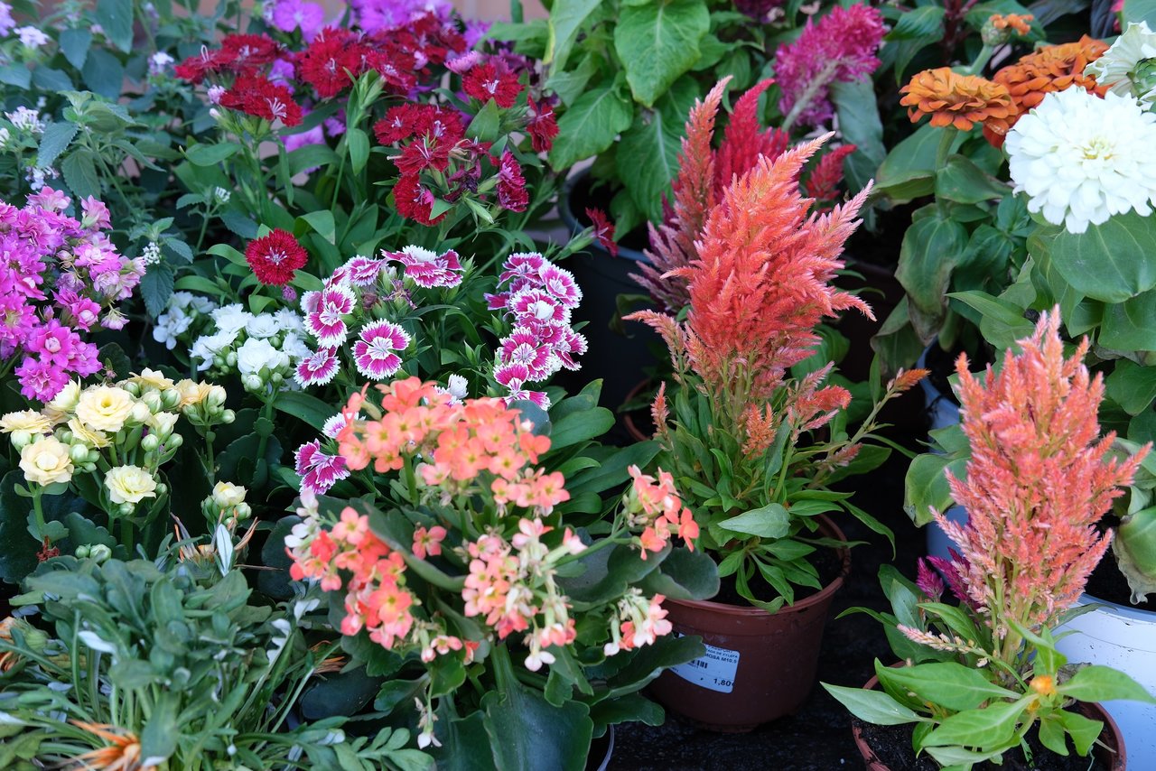 DSCF6657.jpg