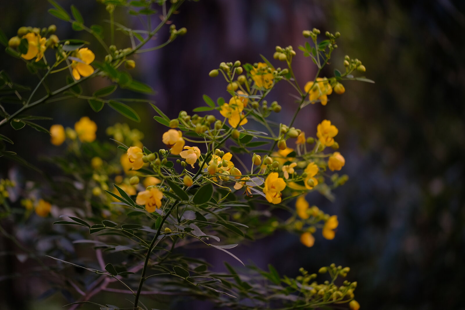 DSCF6664.JPG