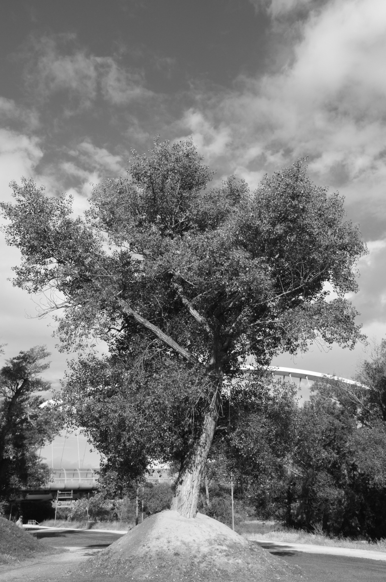 DSCF6719.JPG