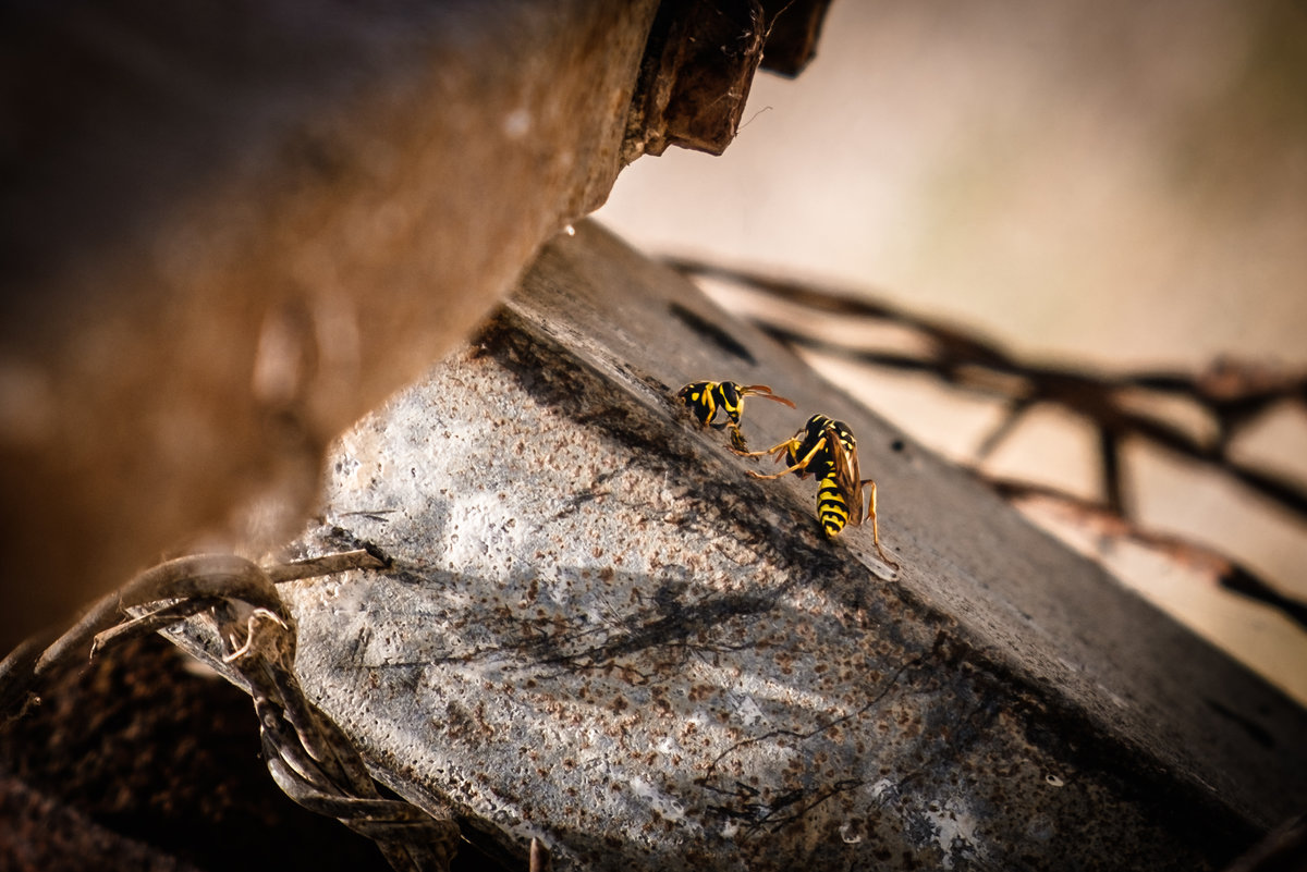 DSCF6817-5.jpg