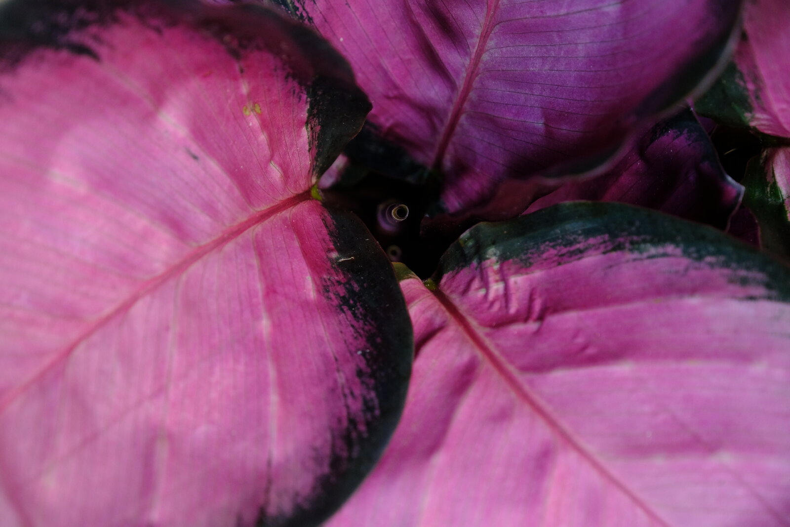 DSCF7062.JPG