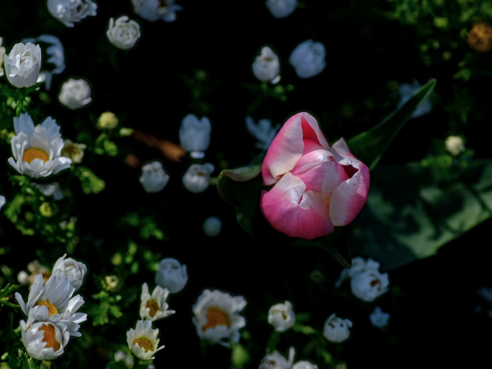 DSCF7763.jpg