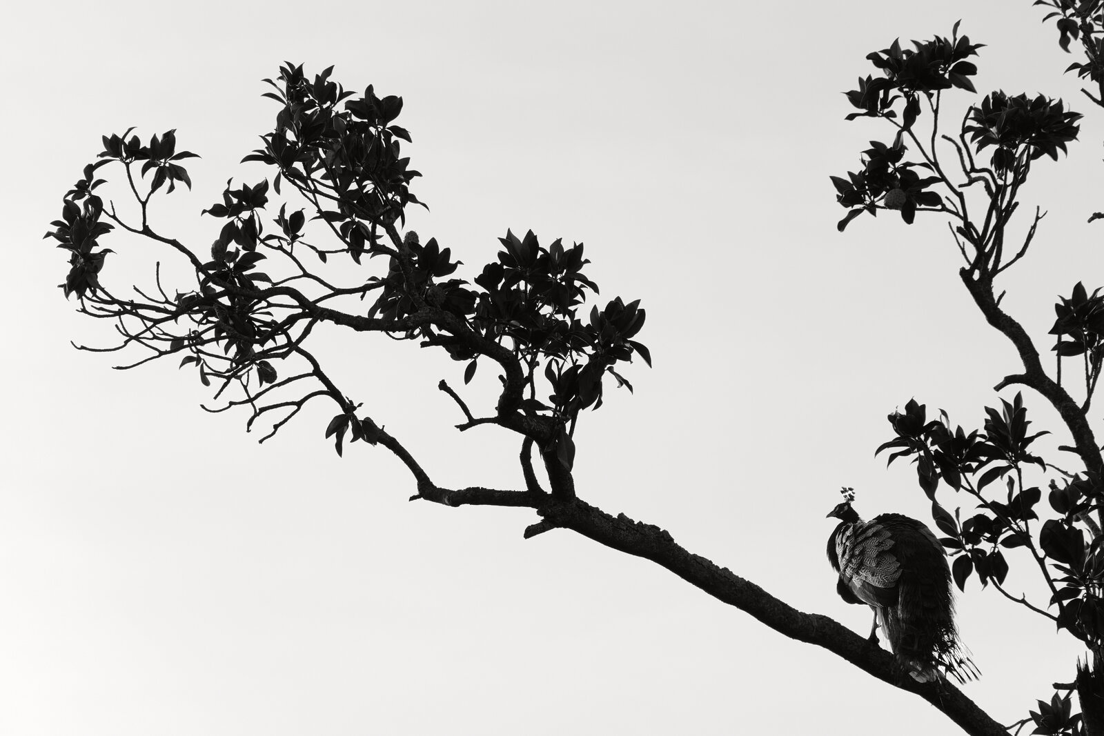 DSCF8118.jpg