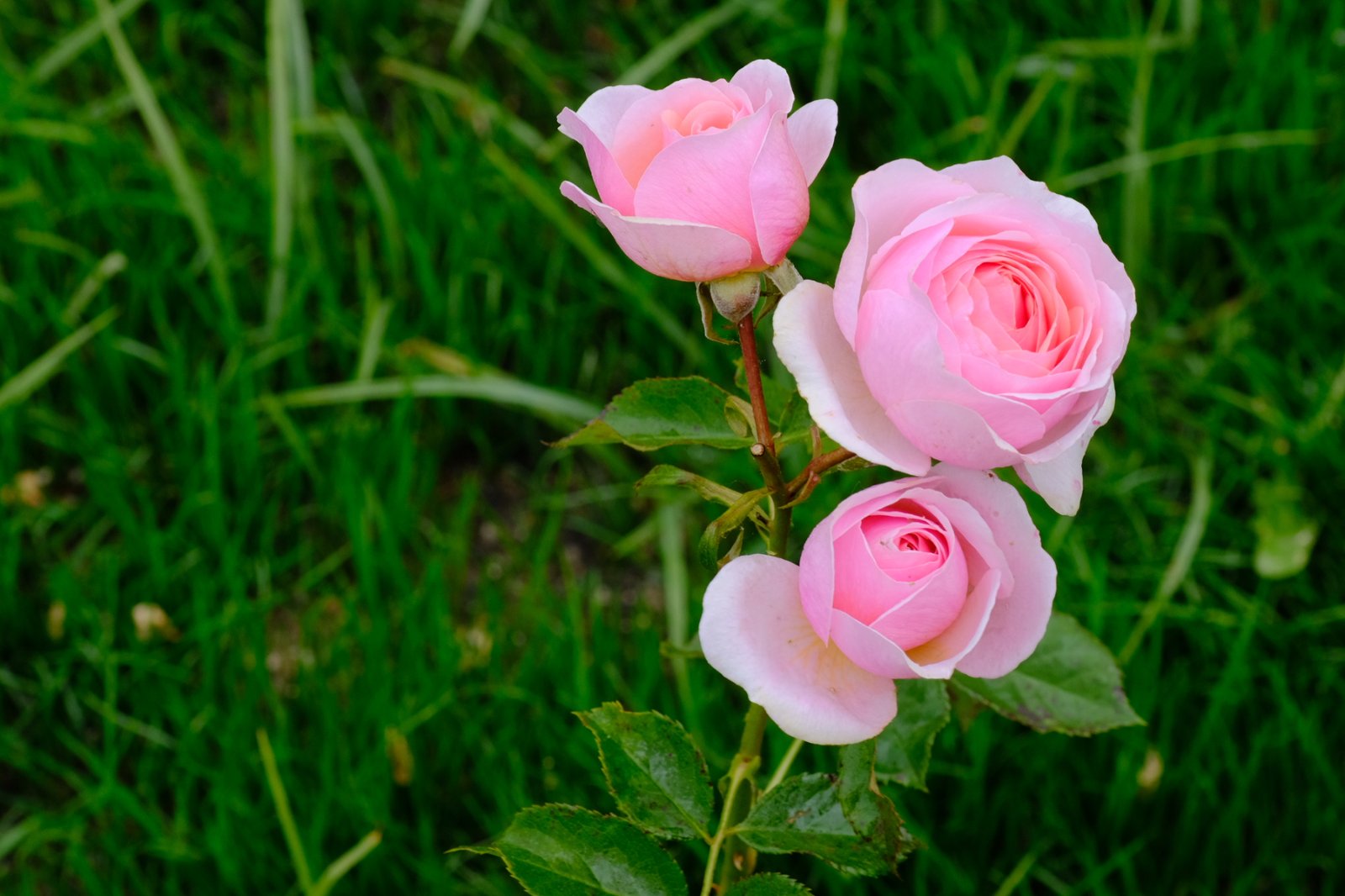 DSCF8356.jpg