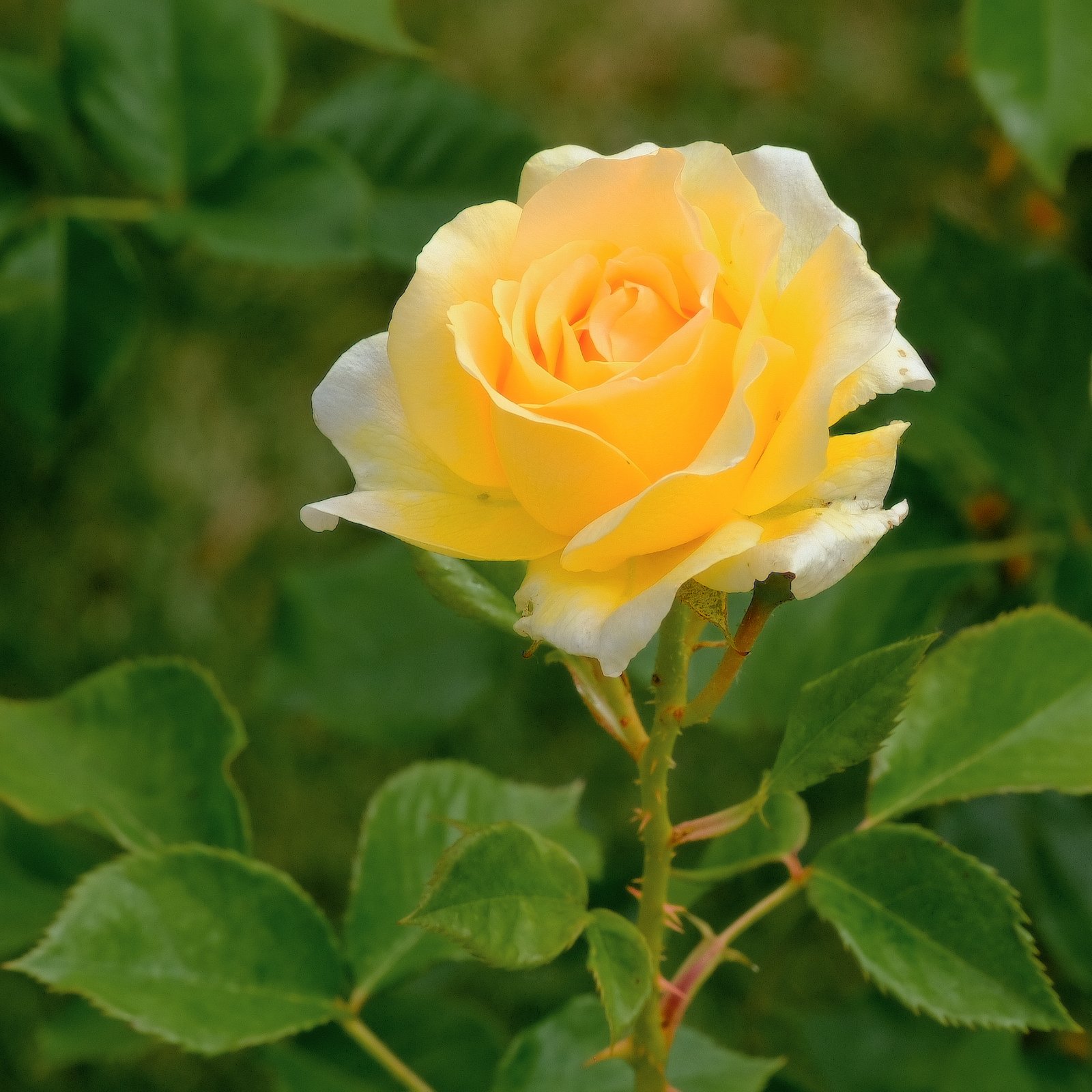 DSCF8400.jpg