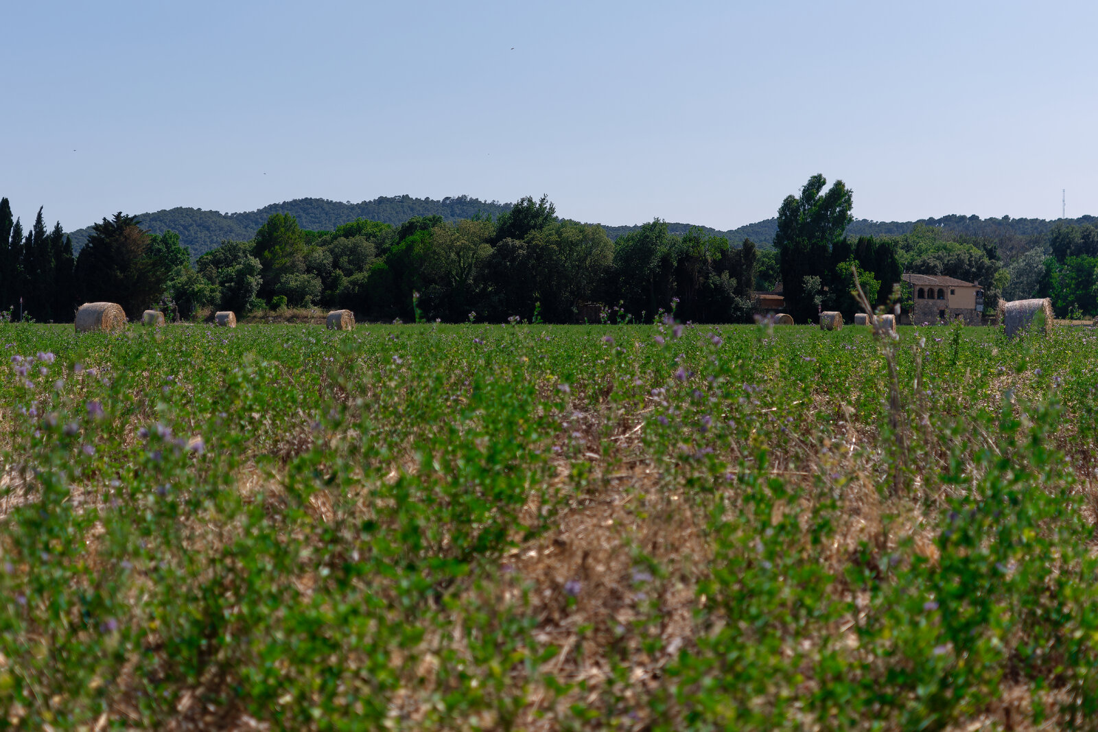 DSCF8605.jpg