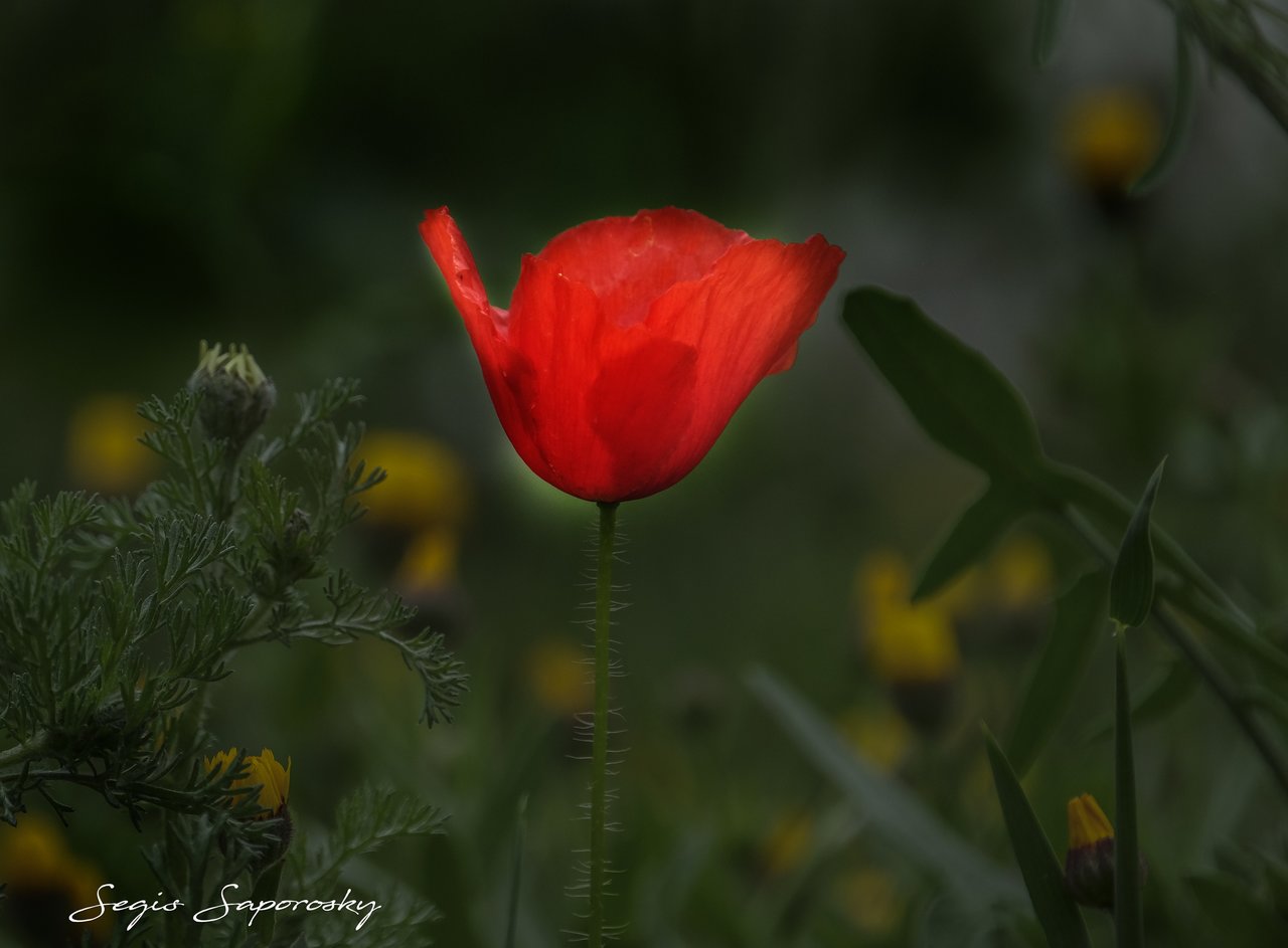 DSCF8714.jpg