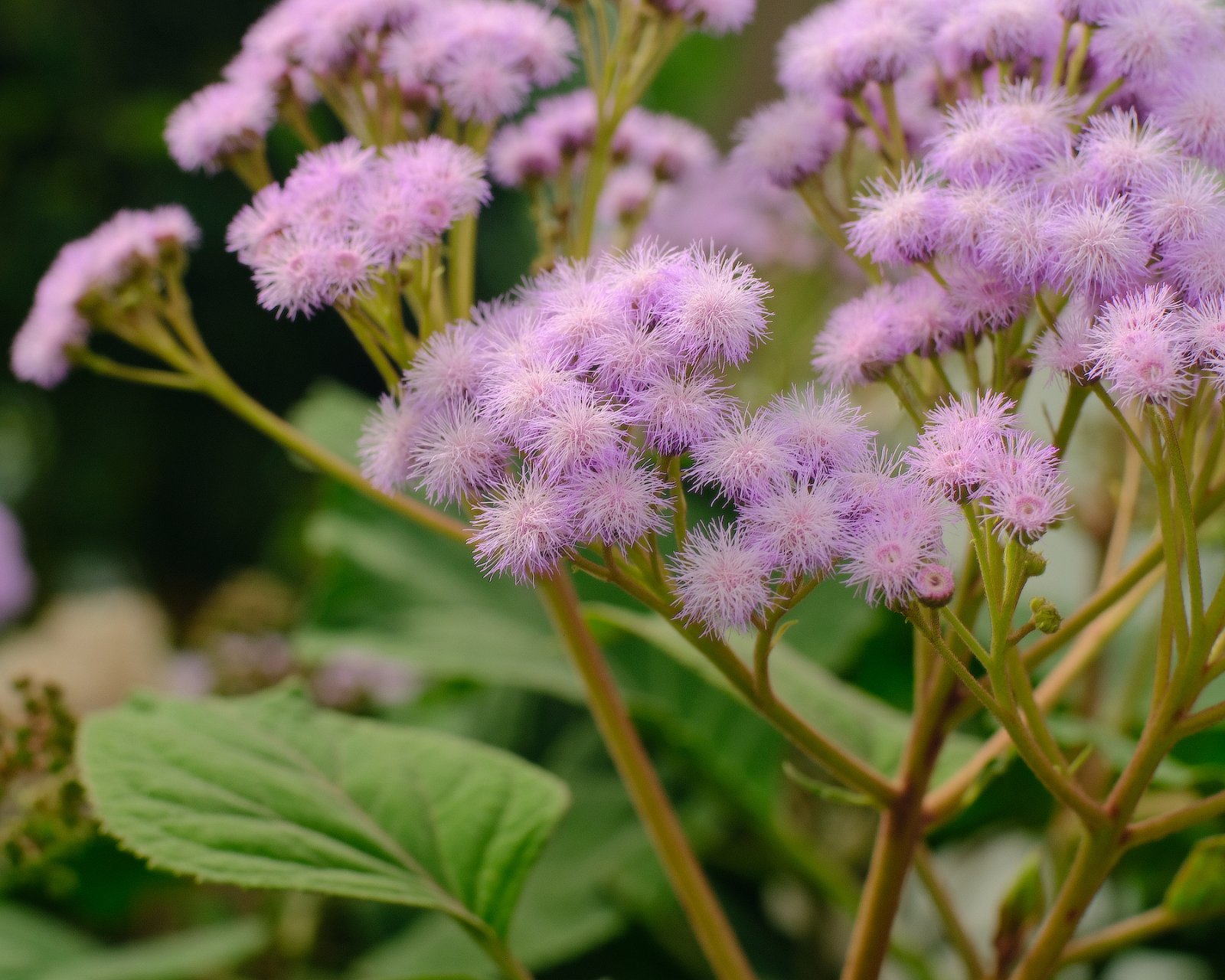 DSCF8899.jpg