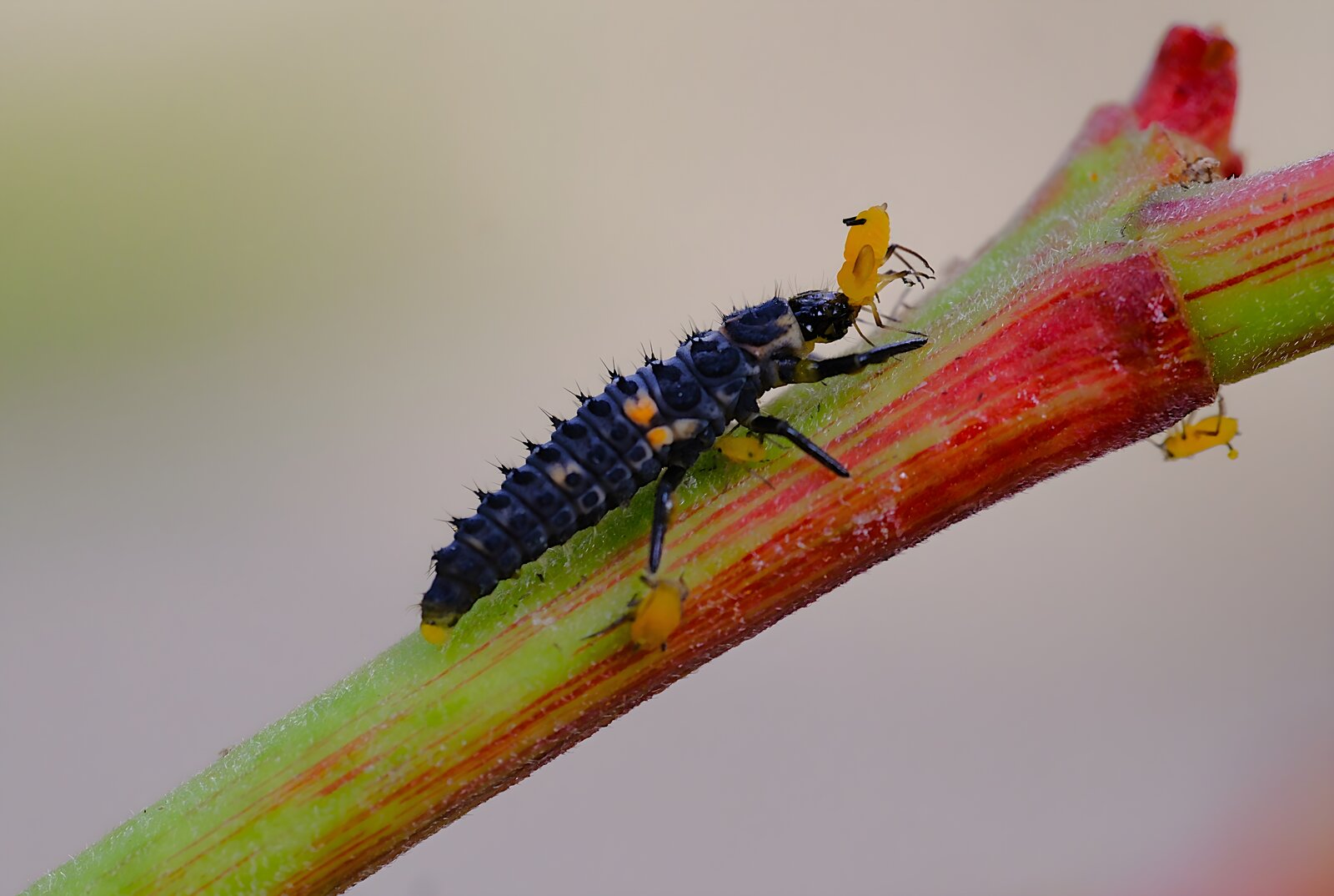DSCF9070.JPG