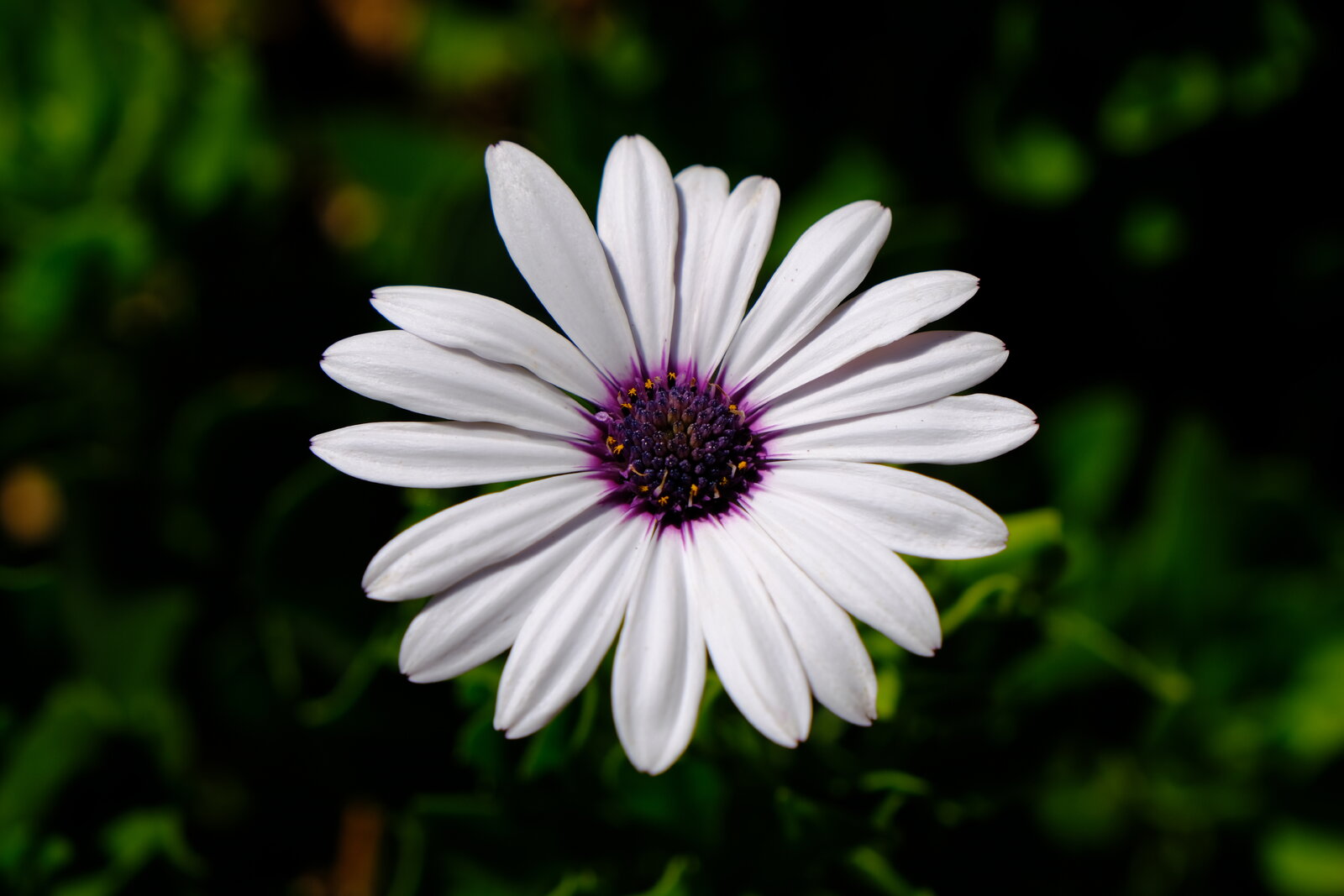 DSCF9080.JPG