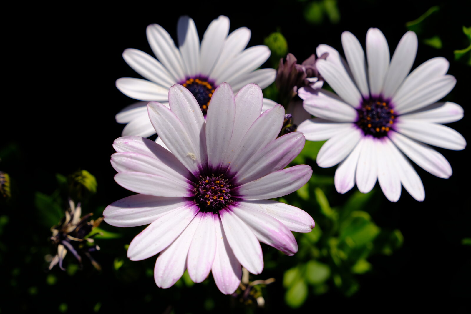 DSCF9104.JPG