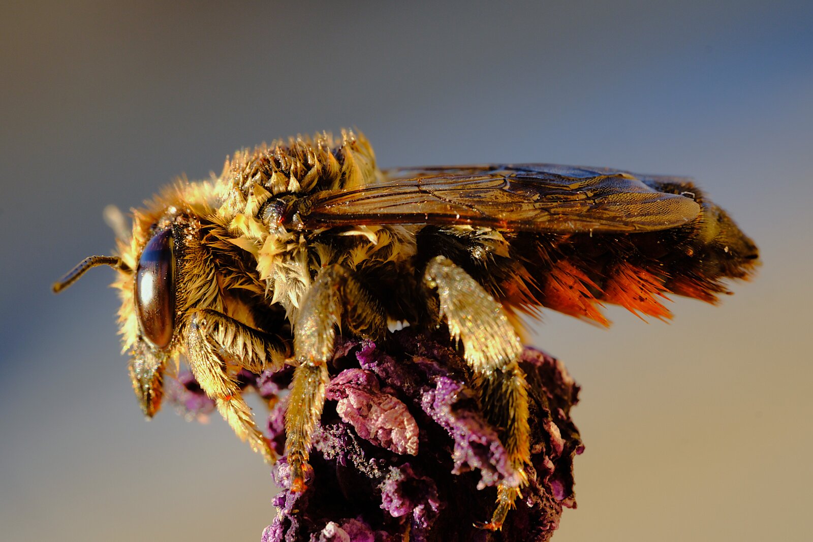 DSCF9265.JPG