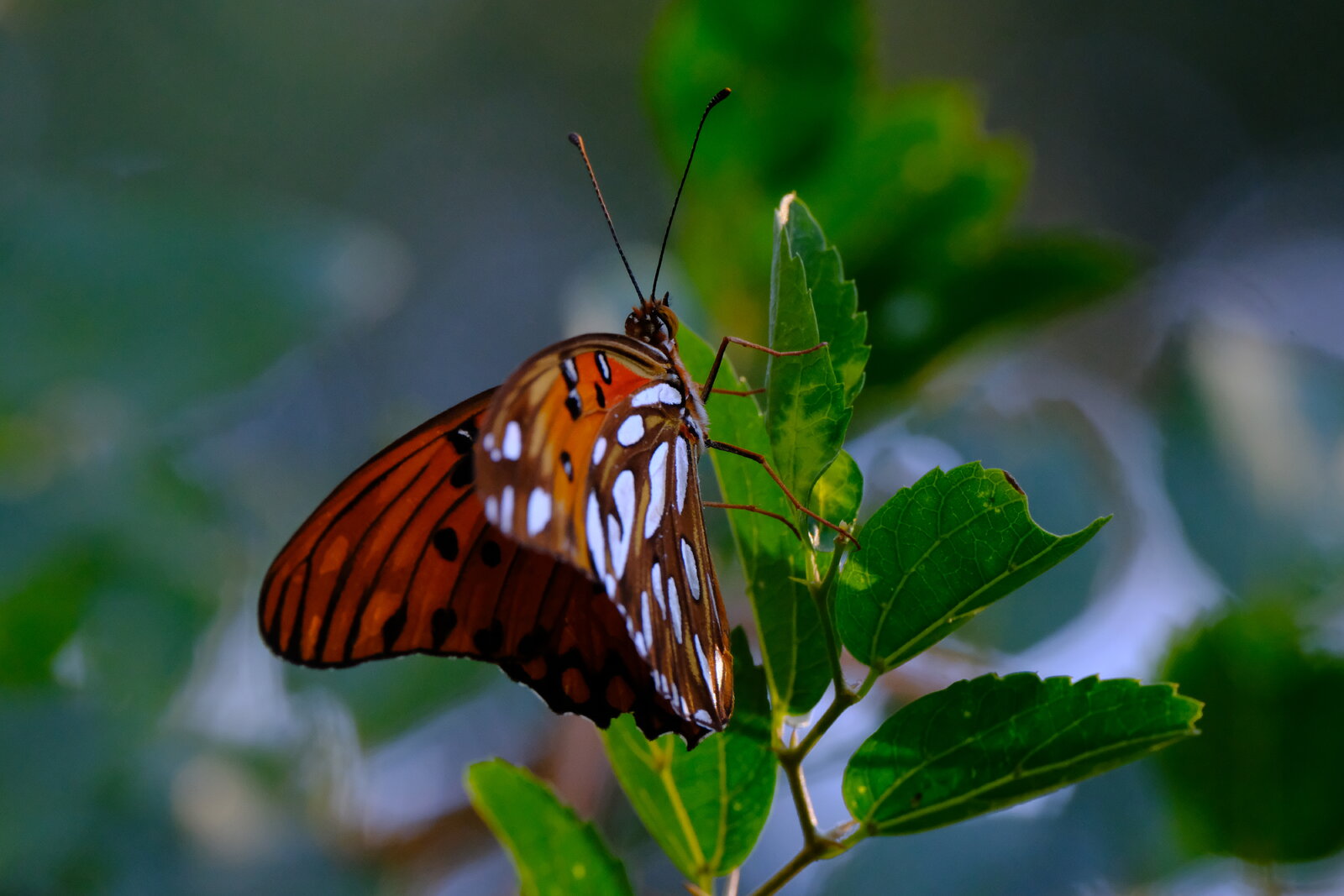 DSCF9729.JPG