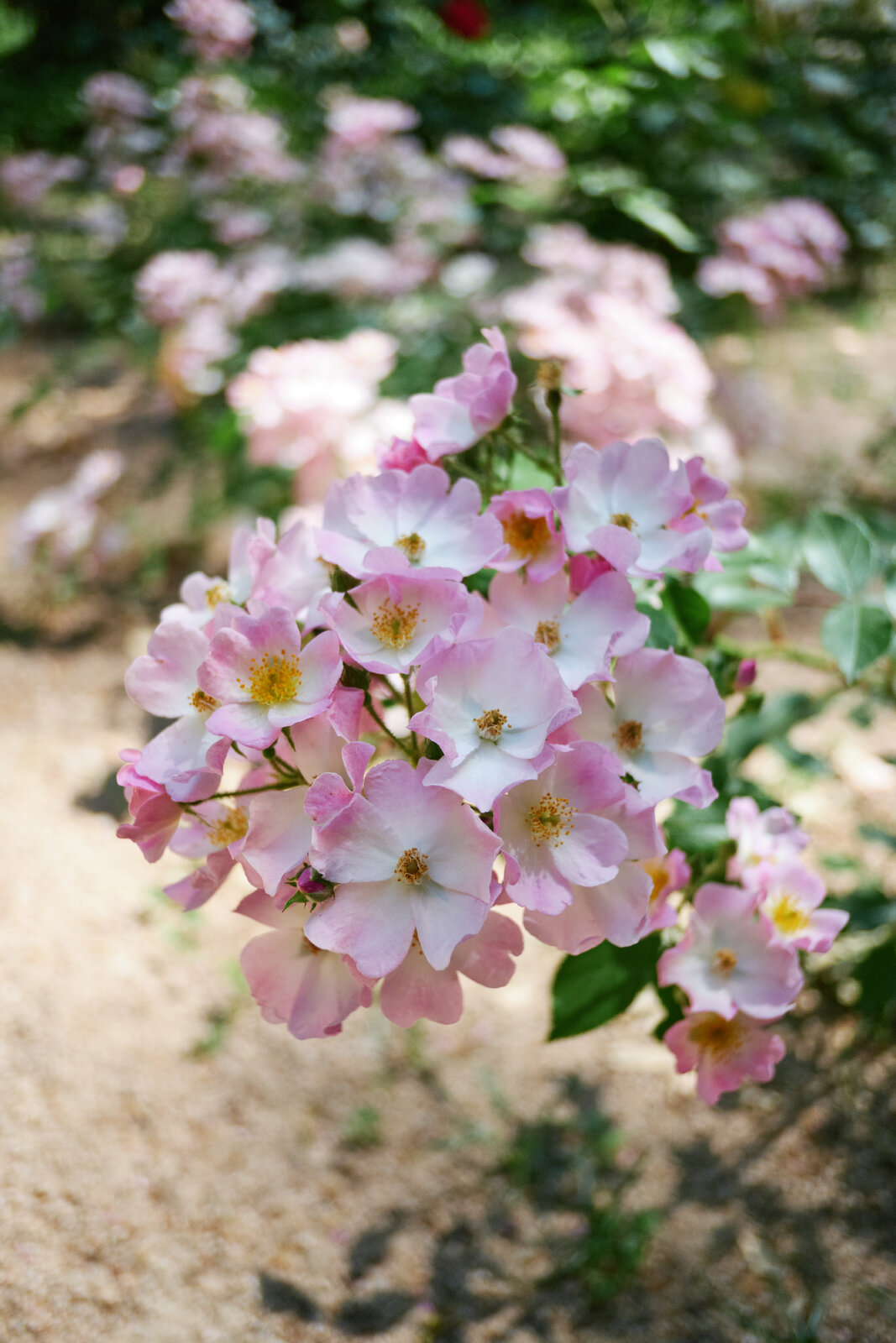 DSCF9731.jpg