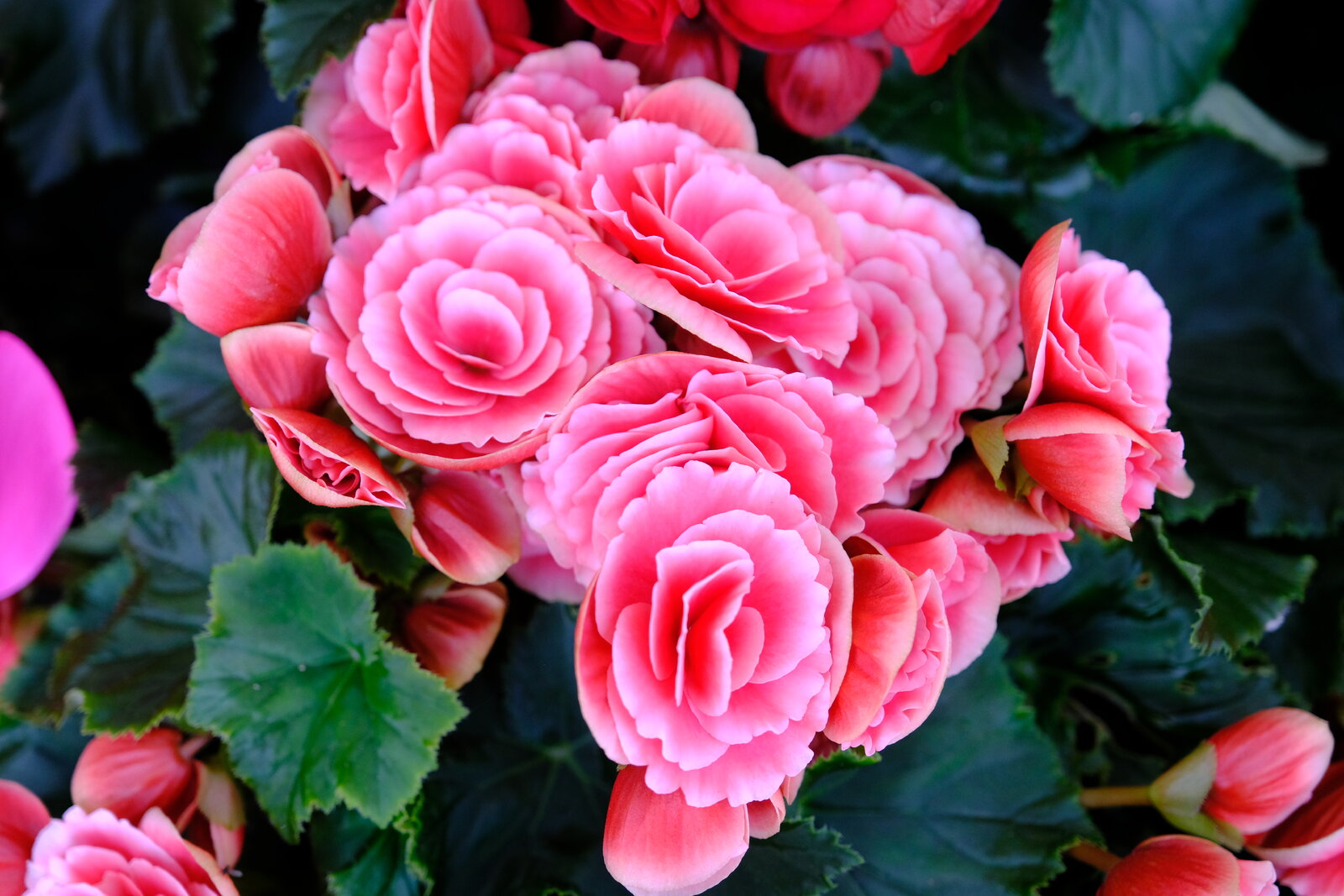 DSCF9854.JPG