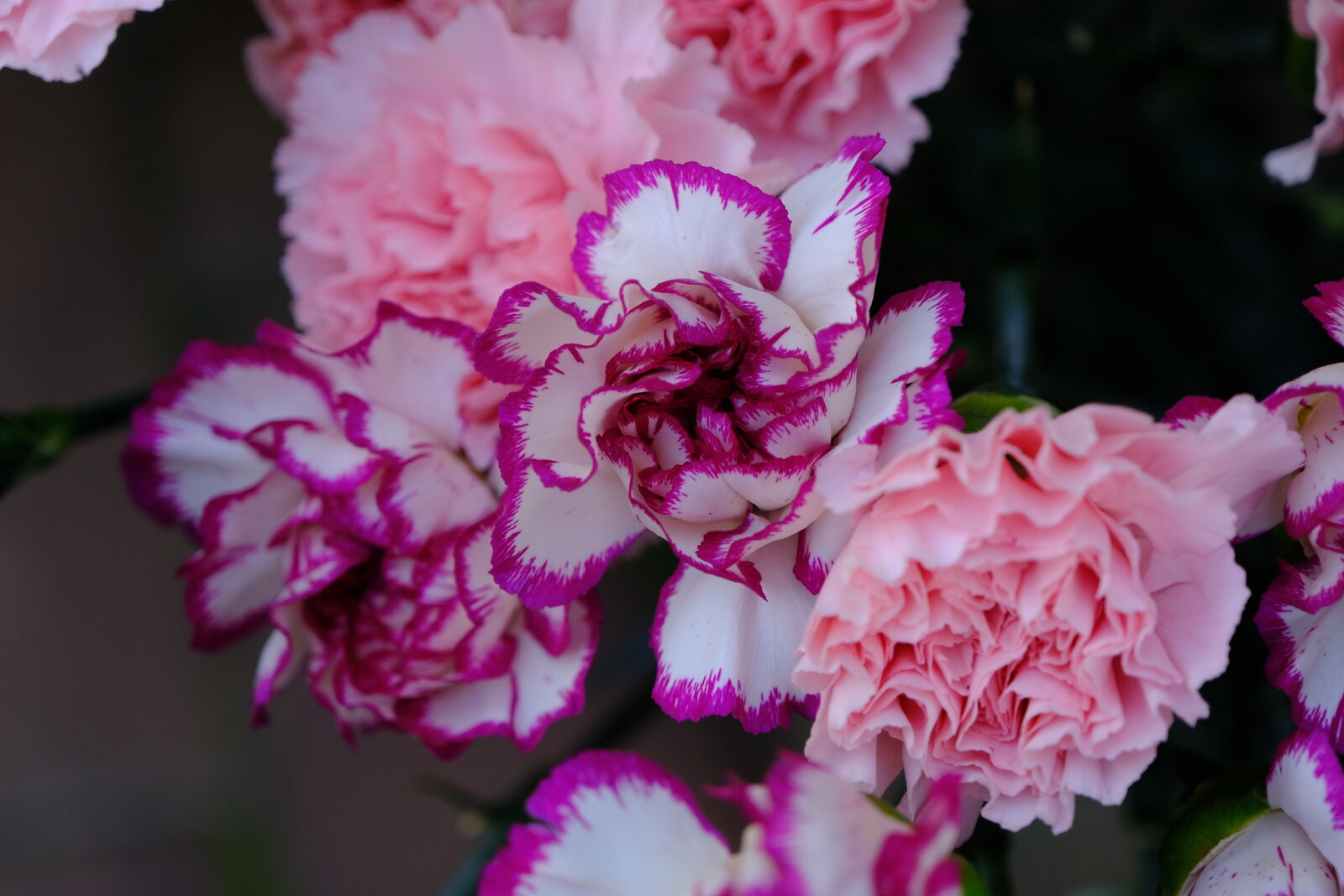 DSCF9869.JPG