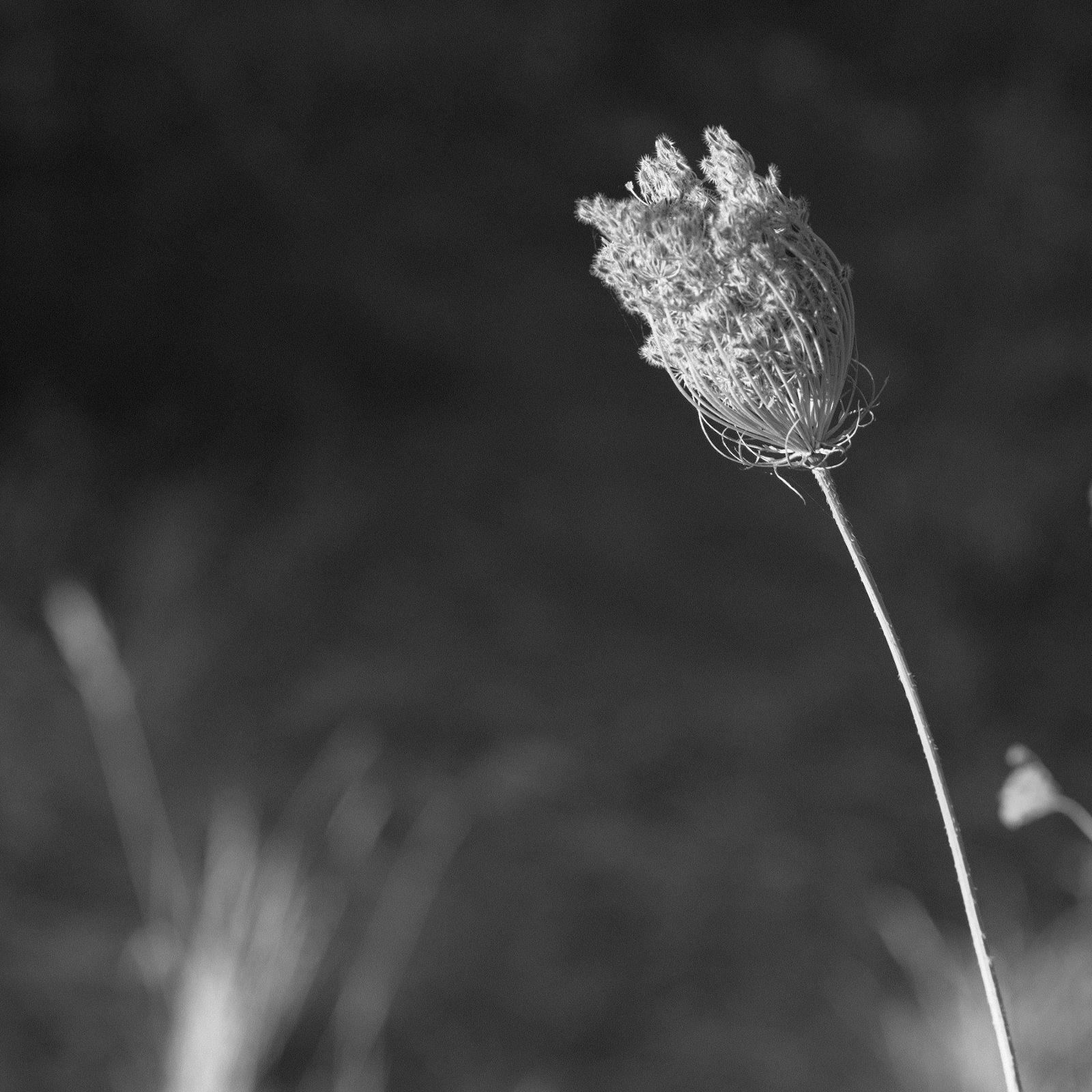 DSCF9949.jpg