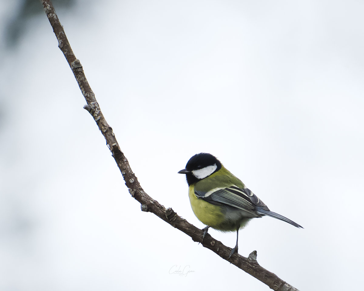 EF18921B-73D7-4B23-BA6C-4B9960ED1F5E.jpeg