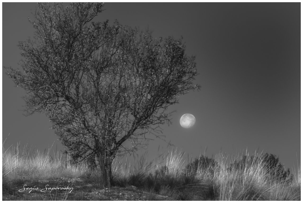 El almendro y la luna.jpg
