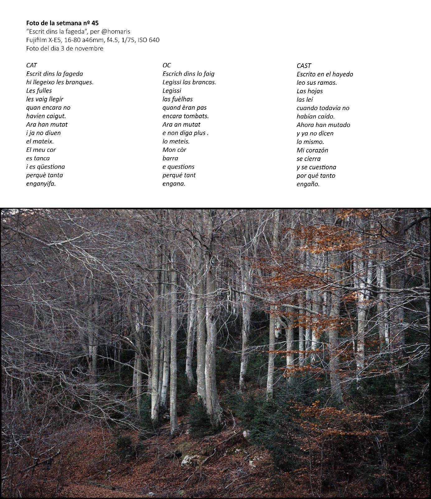 Escrit dins la fageda.jpg