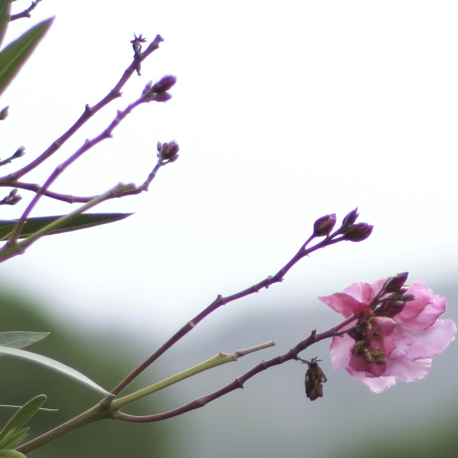 f1.4_XT27789detalle.jpg