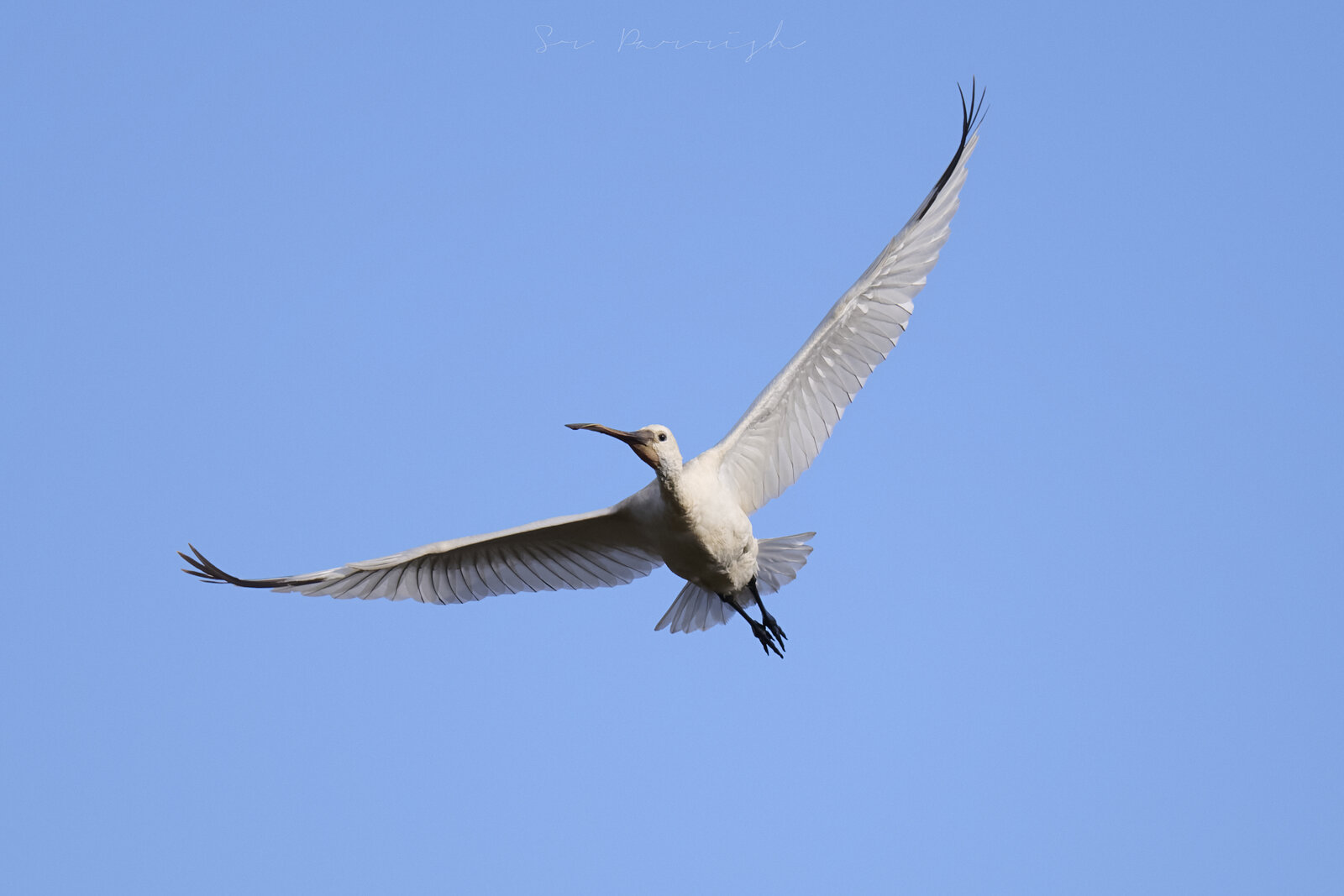 FJB_0863-NEF.jpg