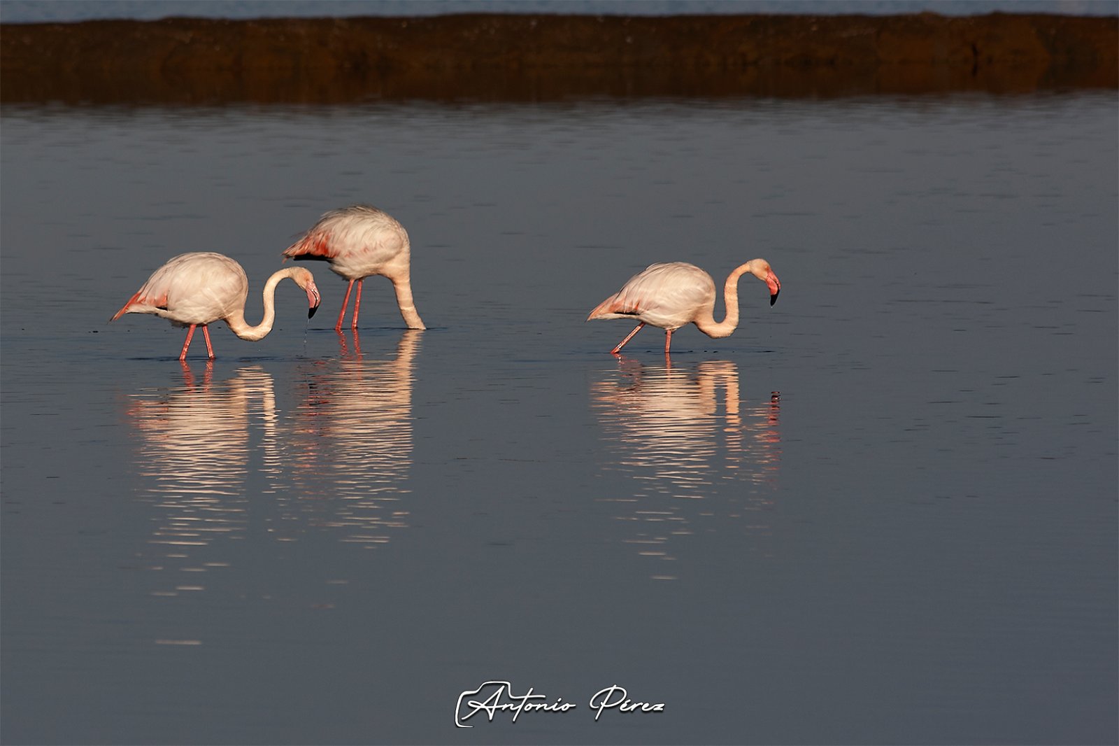 Flamencos-(1).jpg