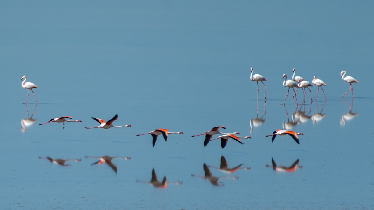 Flamencos_Elena Jorreto.jpg