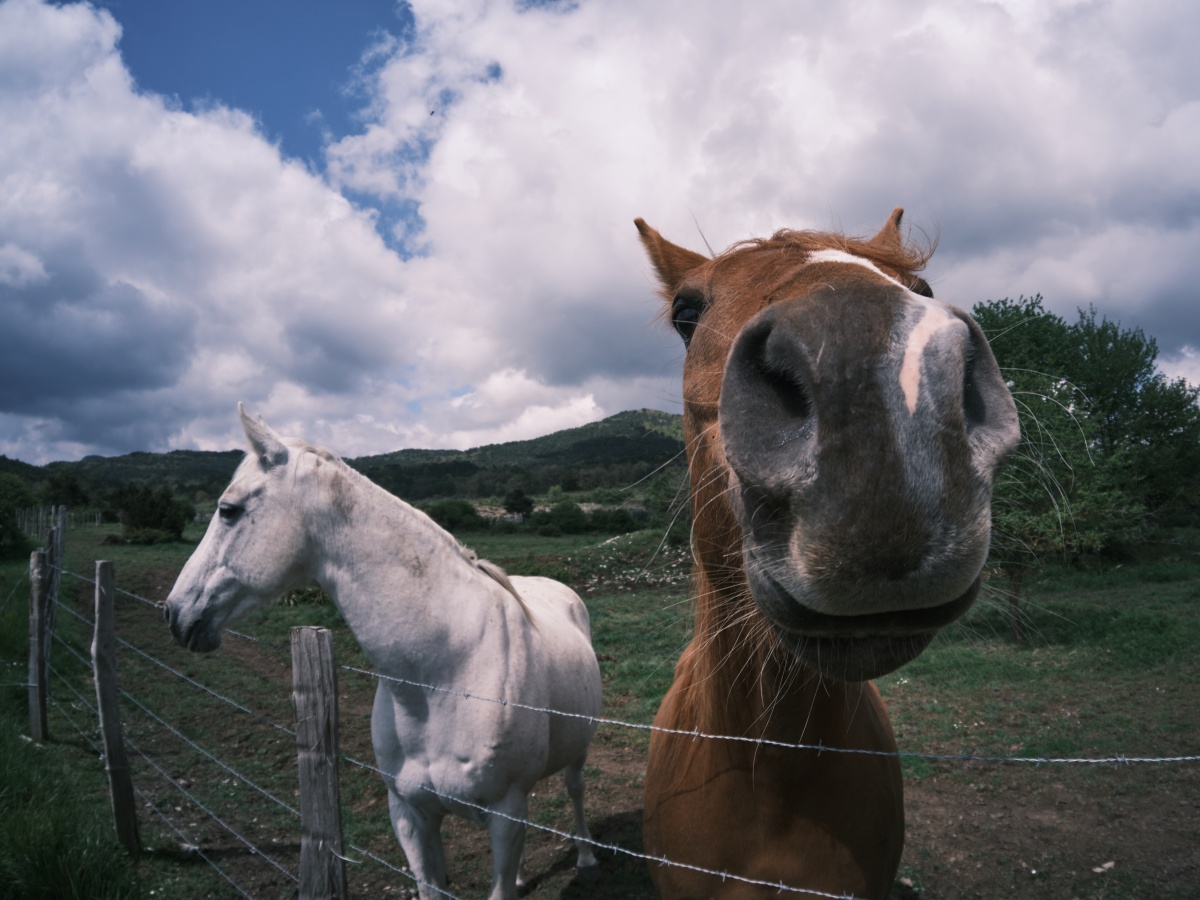 foto-pergear-10mm-f8.jpg