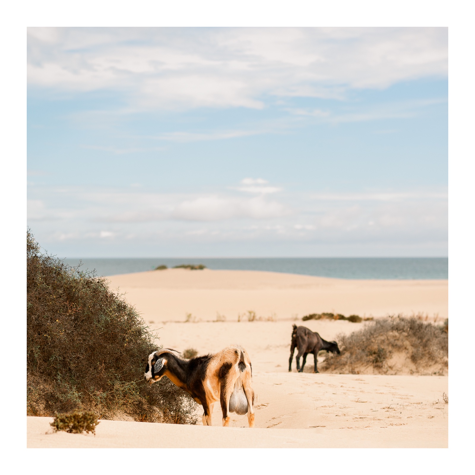 fotografo-fuerteventura-corralejo-playa-cabra-cuerno-pasto-arena-cielo.jpg