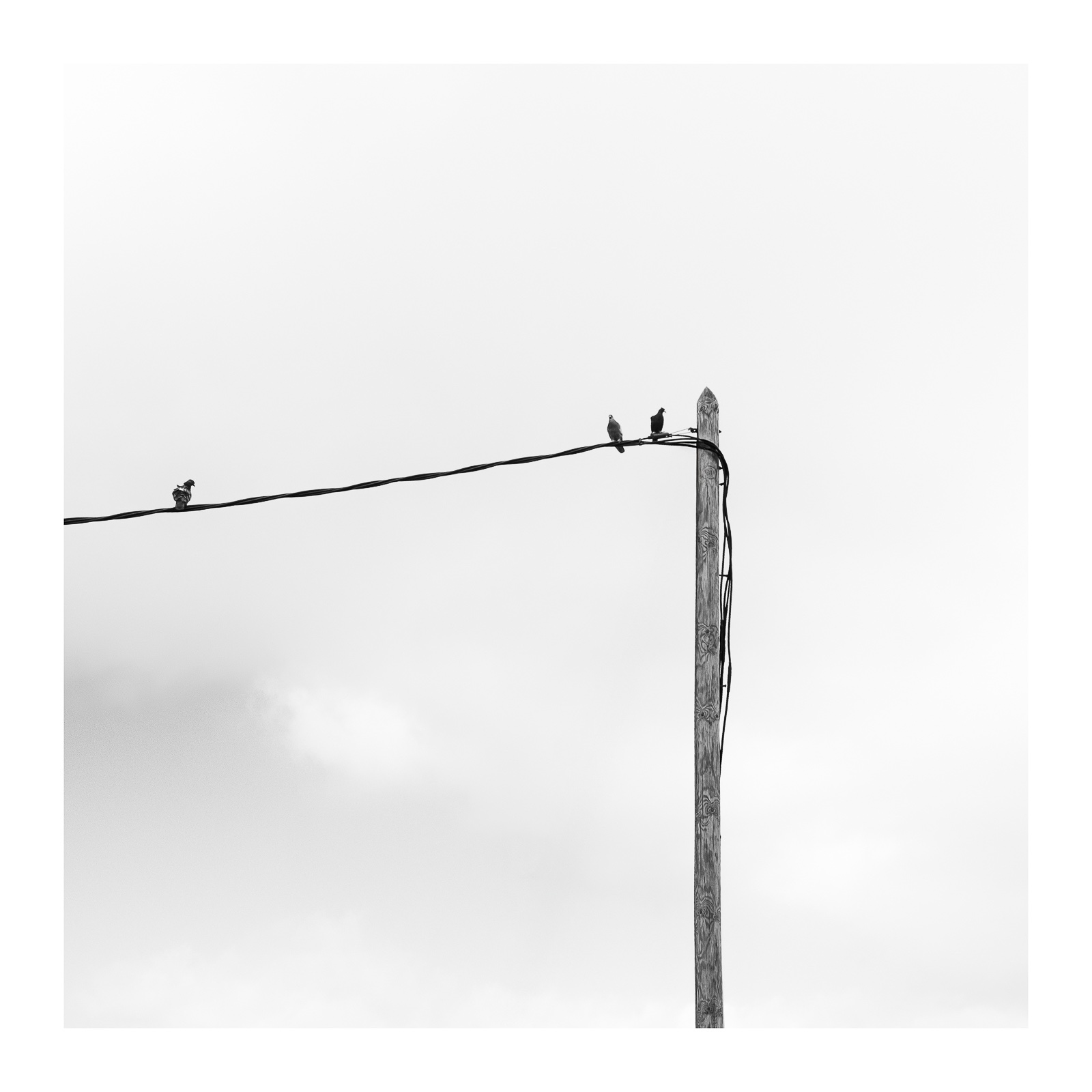 fotografo-poste-madera-cables-palomas-blanco-negro.jpg