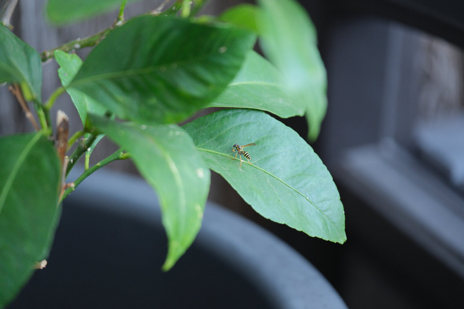 Fuji Fauna 474.JPG