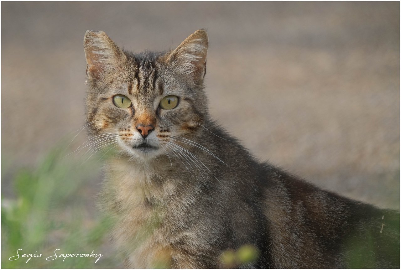 Gato.jpg