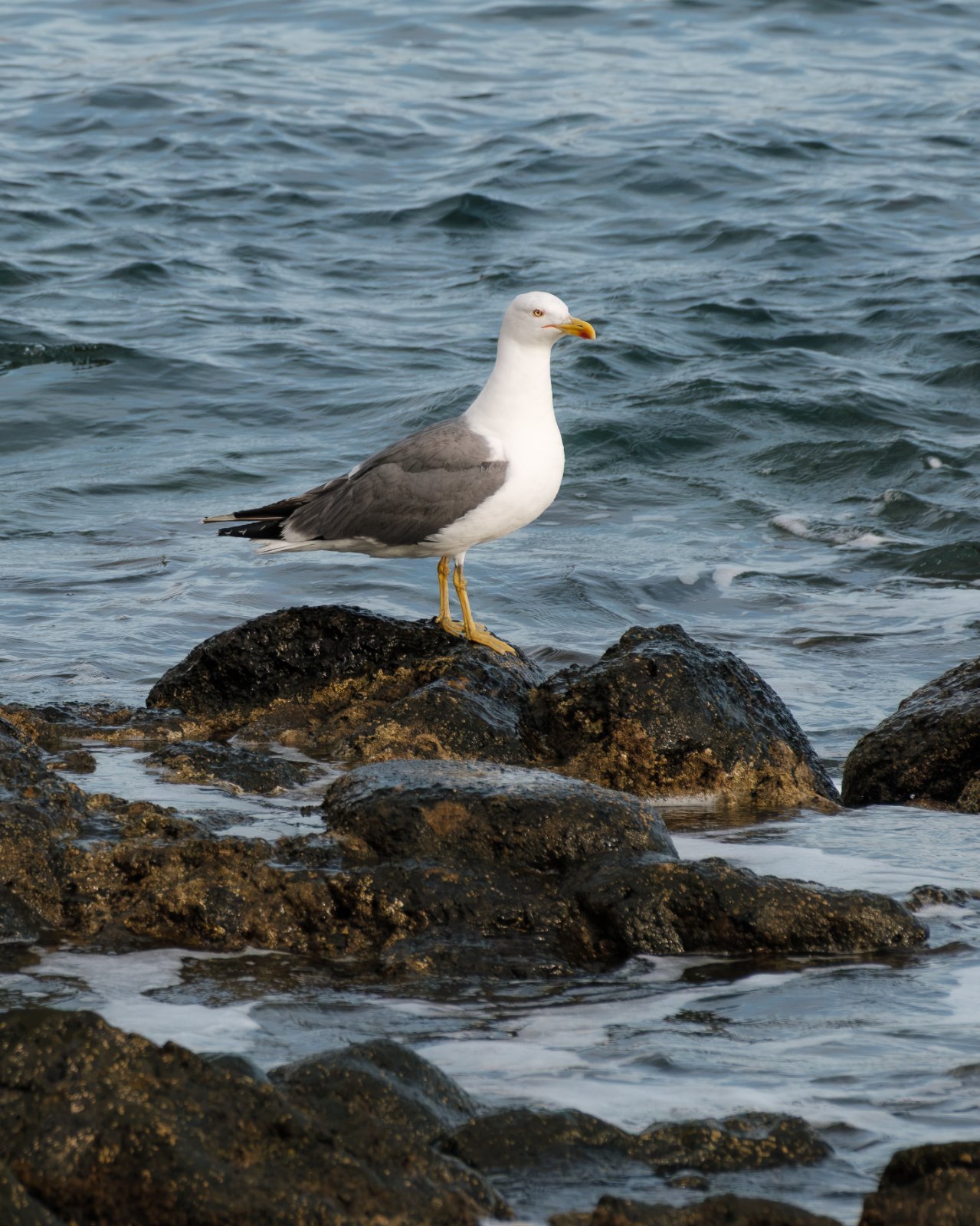 Gaviota 2.jpg