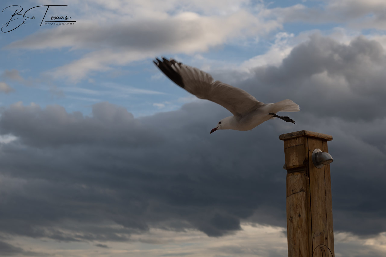 gaviota en vuelo 2 (1 de 1).jpg