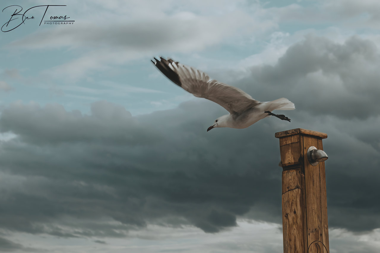 gaviota en vuelo 3.jpg
