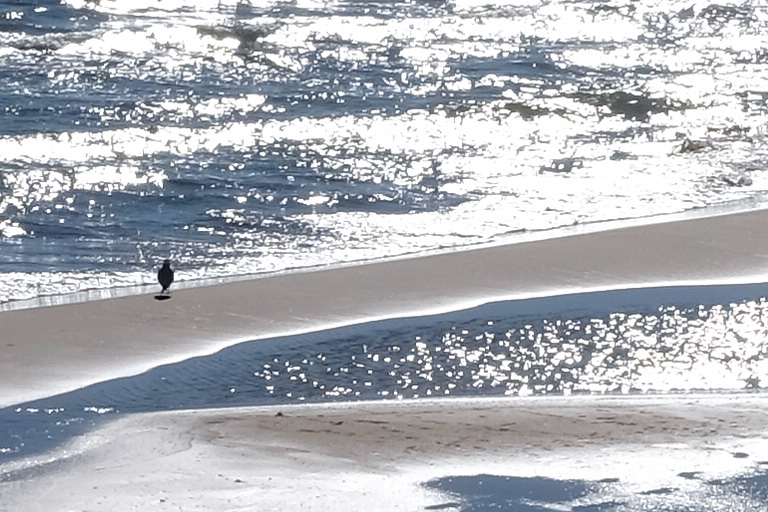 Gaviotaenlaplaya.jpg