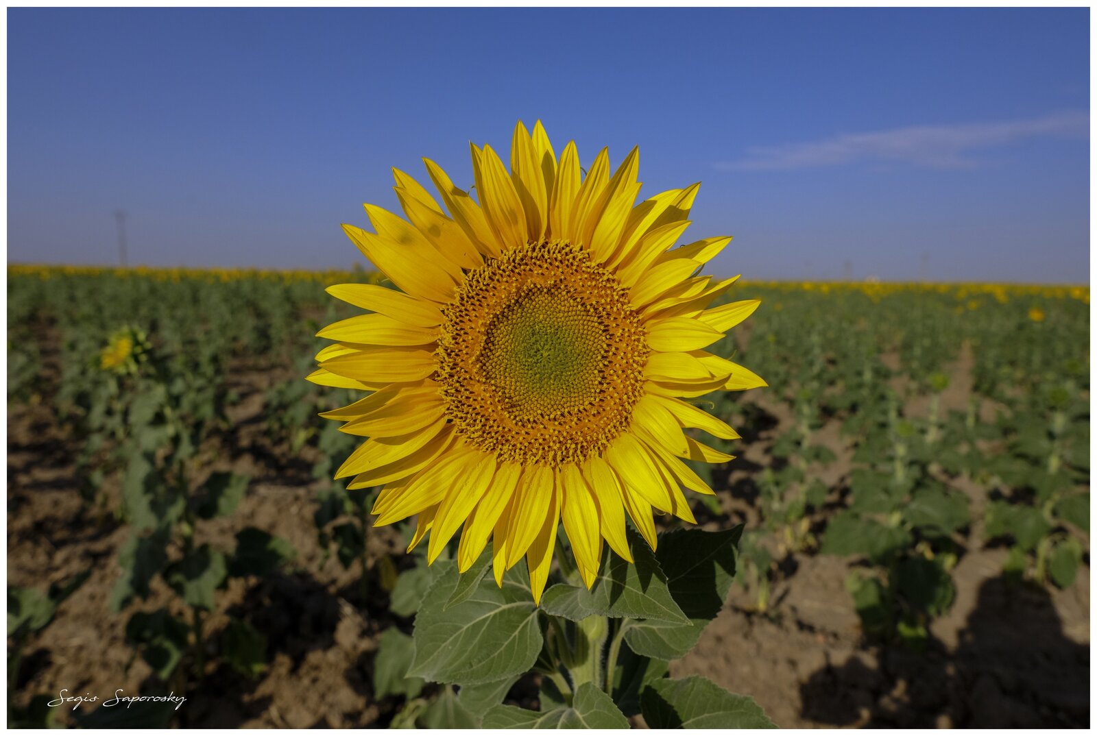 Girasol 2.jpg