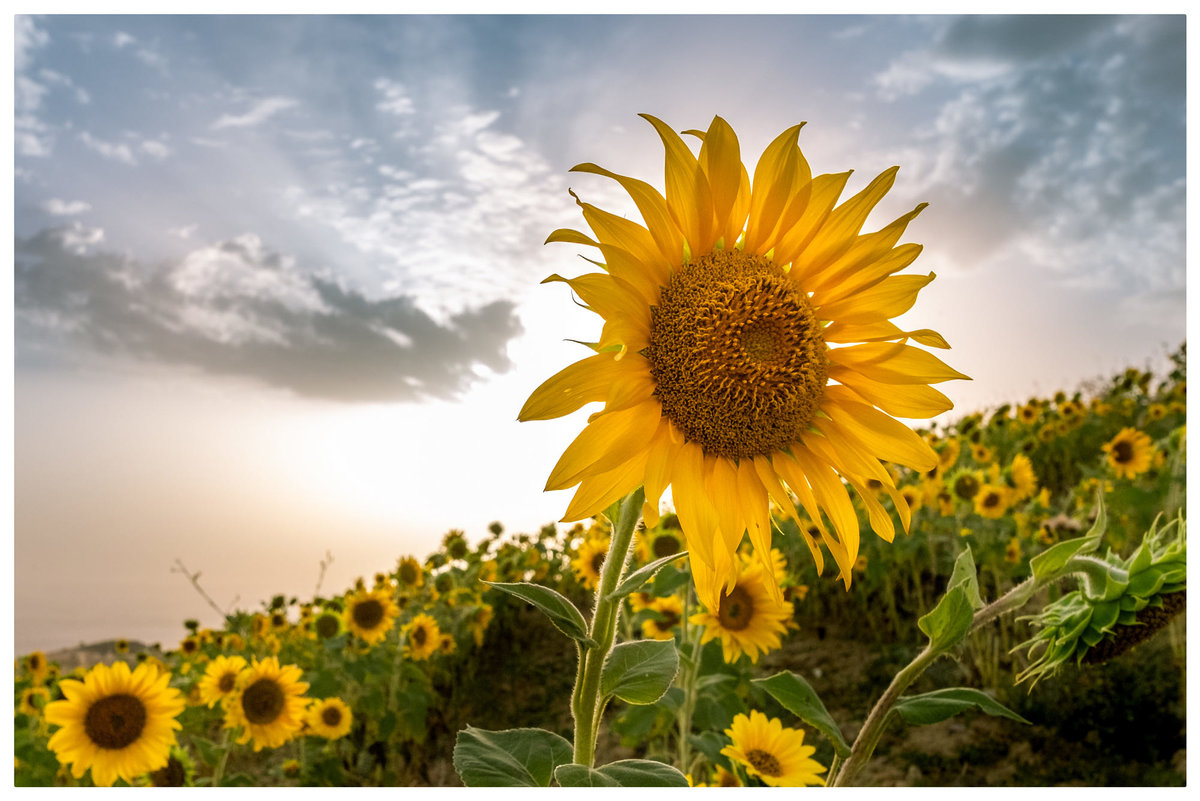 girasol.jpg