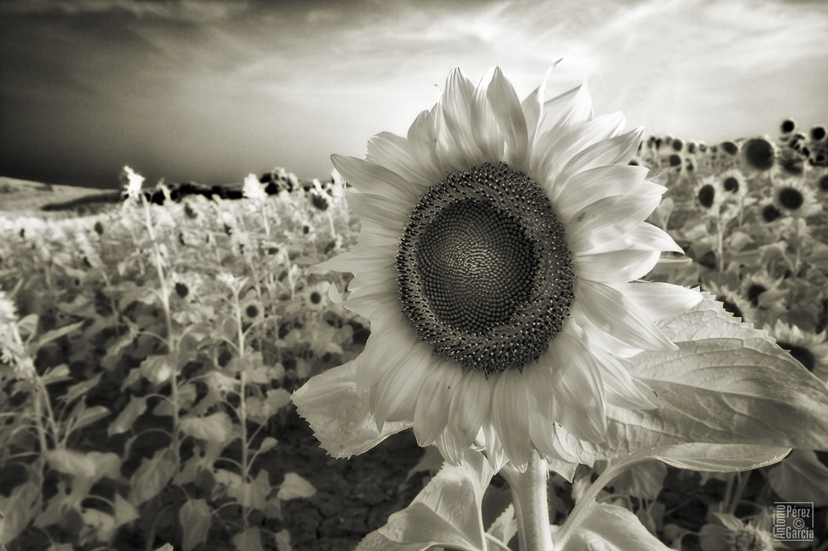 Girasoles.jpg