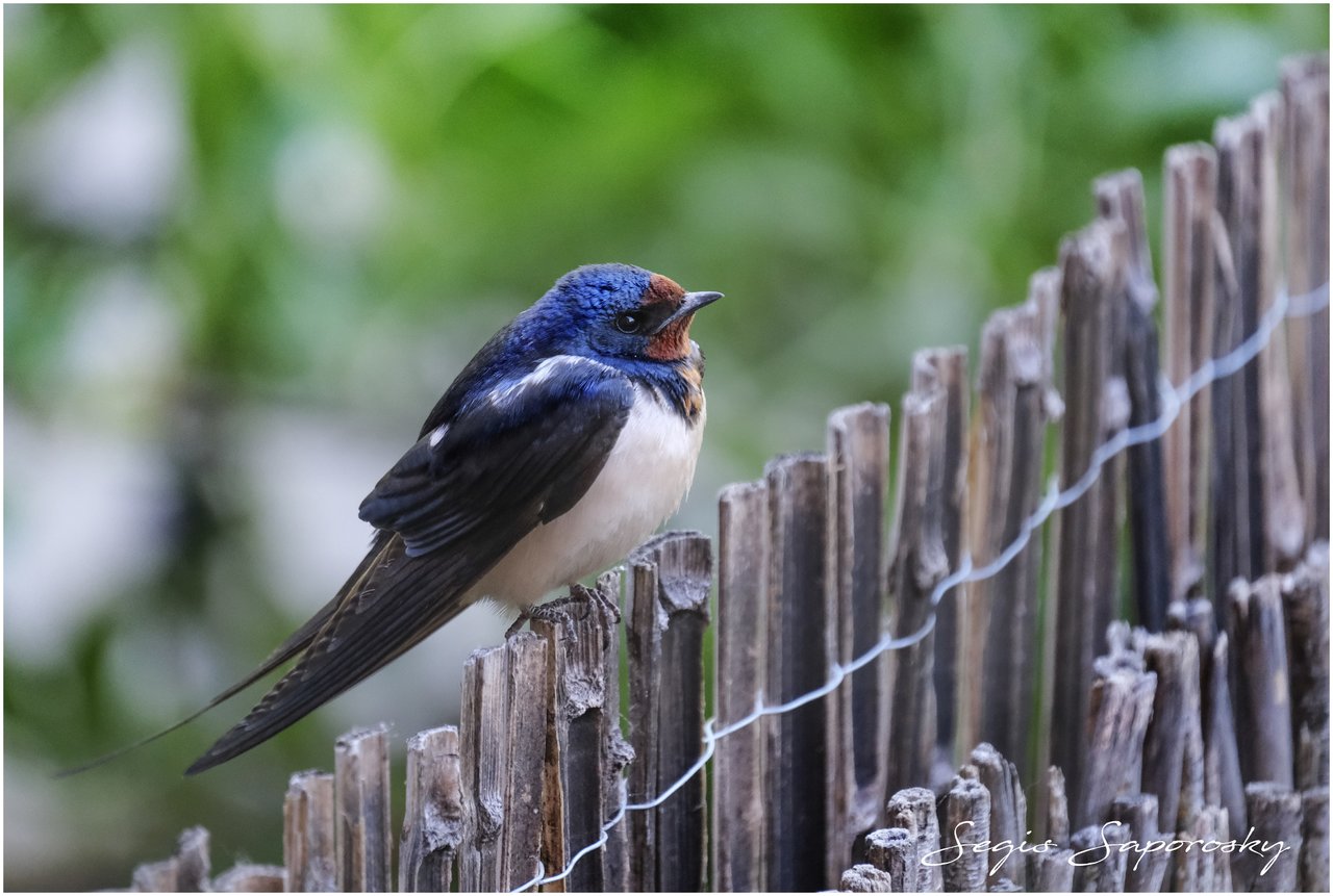 Golondrina.jpg