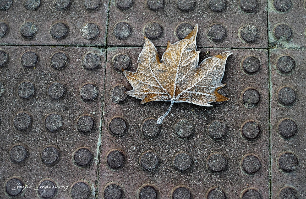Hoja helada.jpg