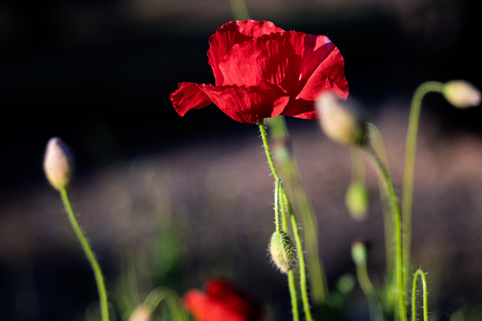 IMG_1982.jpeg