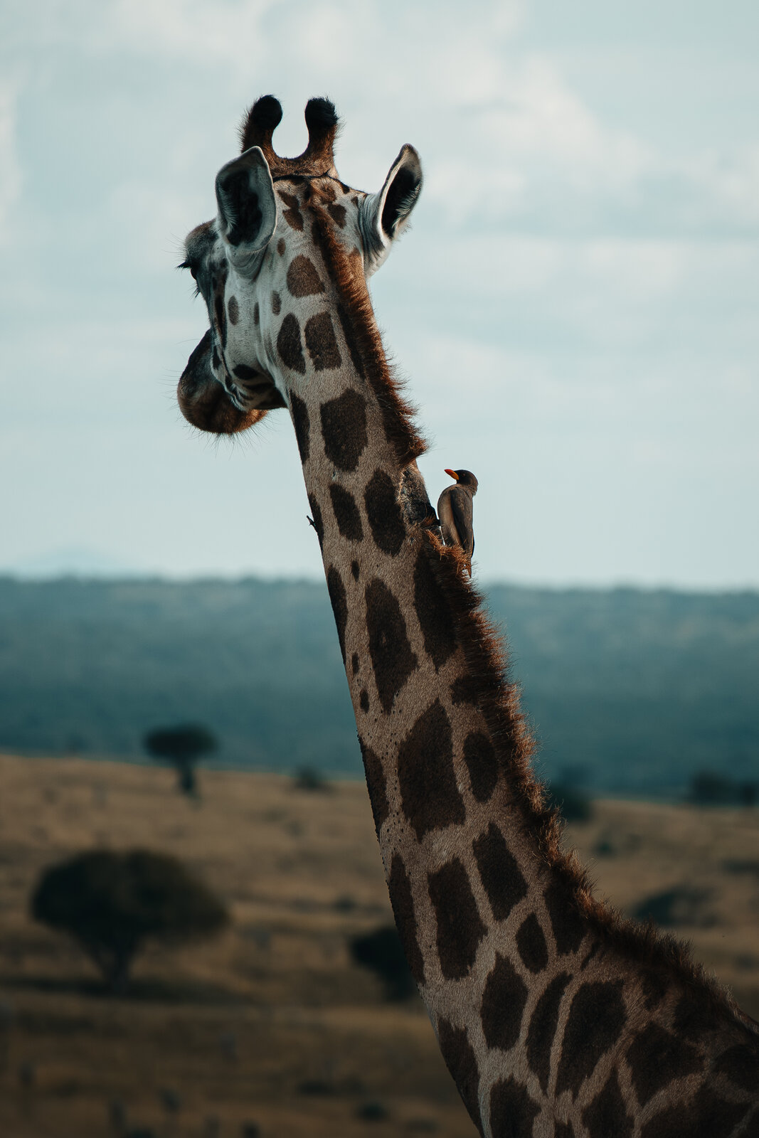 IMG_2426.jpeg